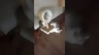 so s&uuml;&szlig;! und neuer Katzenbaum #funny #cat #cute #funny #fypシ゚viral