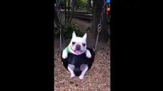 Fun on the swings pt. 2