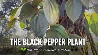 Black pepper plant 🌿#blackpaperplant #plantreels #naturevibes #greenery #plantlover #garden #masala