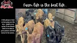 Roger Hines and some of his crew at the farm... loading pairs to take to grass for the summer.