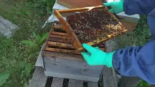 состояние легендарного улья, матку которого мы взяли. 18.06 / 2021