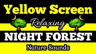 🟨YELLOW SCREEN 🌳NIGHT FOREST 🌲Best Nature Sounds