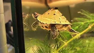 indian roofed turtle