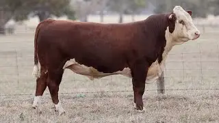 Lot 73 DAYT017 Days Whiteface 2024