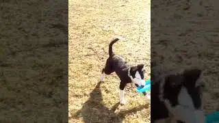 lucky da pi&ugrave; piccolo 🐕&zwj;🦺🐕&zwj;🦺🐶🐾