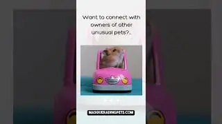 Masquerading Pets 4 Legged Friend Tip 1111