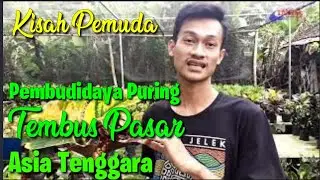 Budidaya Puring Mengenal Dan Potensi Tembus Pasar Asia || @lingkarkediri