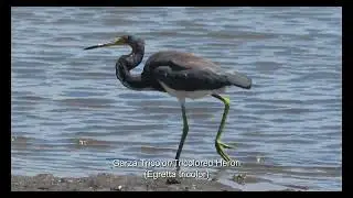PELECANIFORMES - Pel&iacute;canos, Garzas e Ib&iacute;ses-  Pelicans, Herons and Ibis