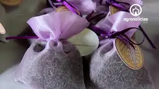 PROYECTO LAVANDA