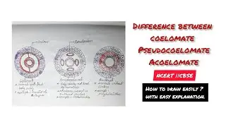 draw easily #coelomate #psuedocoelomate #acoelomate | #ncert #cbse