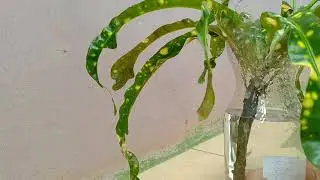 Cara Memperbanyak Tanaman  Puring Dengan Media Air | Hari Flora Landscape