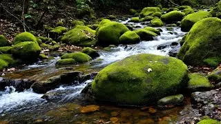 Relaxing Nature Sounds for Stress Relief 🌼 Natural River Soundscape for Soothing the Nervous System