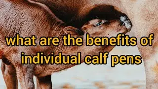 what are the benefits of individual calf pens