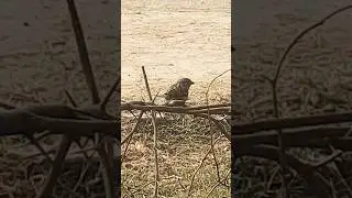 , Chidiya Ki chat kaisi lagi 🐧🦅🦩#birds #birdsong 🌹🙏