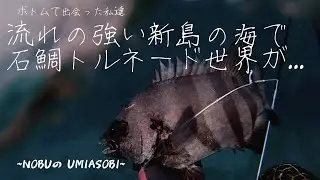 イシダイ（石鯛）Striped beakfish 新島の海底で石鯛トルネードが！スキルが試される寄せ突きの瞬間【3分突きシーン】4K画質