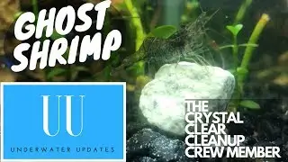 Keeping Ghost Shrimp - CARE, TEMPERATURE, TANK SIZE and MORE!!