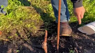 Pruning Newly Planted Vines 