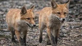 Adorable Fox Cubs Captured on Camera by a Secret Camera in the Wild