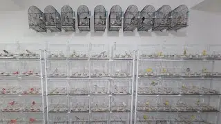 VENDA DE CANÁRIOS BELGAS - JUNHO DE 2024