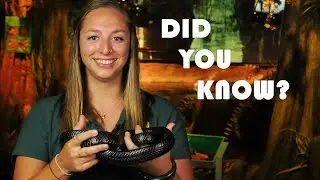 Did You Know? Eastern Indigo Snakes