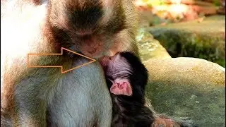 Congratulation Viola baby monkey so cute | Newborn monkey on 19 /12 /2018