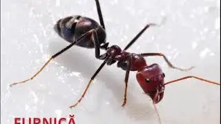 Insecte - curiozitati