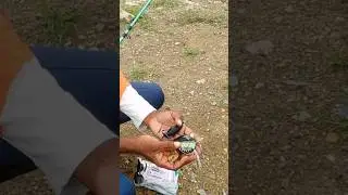 Best Frogs Big Snakehead Fish Catching #frogs #snakeheadfish #fishing