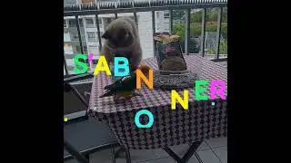 Felix#charot#chat #chaton   #parrots #miniparrot  #caiques  #oiseau # Exoti #cats #persan 🦜🐱