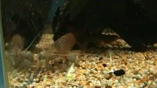 Armoured Shrimp filter feeding at tyne valley aquatics