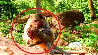 Poor orphan Jessie was fight by Merri seriously, look very pity on baby,Jessie cry loudly