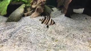 Baby Datnioides Microlepis