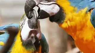 Relaxing Sleep Music, Deep Meditation Music, Bird sounds , and Soothing Sounds of Nature