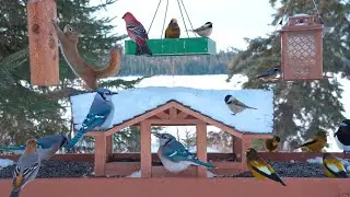 🔴 Snowy Bird Feeder Cam 24/7 - Colourful Winter Birds & Curious Squirrel