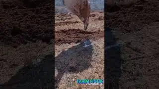 SİİRT FISTIĞI YENİ BAHÇE TESİSİ  ve FİDAN DİKİMİ- pistachio new garden plant