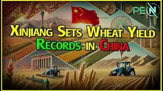 Xinjiang Sets Wheat Yield Records in China