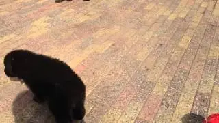 Caterstede pups