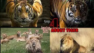 top 4 amazing fact | about tiger 🐯 and lion | fighting scene #shortsfacts #shorts #gogifact