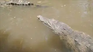 Los cocodrilos de la Barra de Santiago, en El Salvador