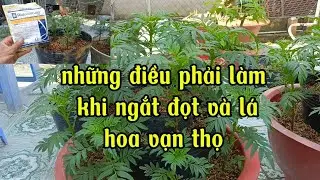 Kỹ thuật ngắt đọt và lá hoa vạn thọ.phòng ngừa bệnh héo xanh héo rũ.phuctranvlogs