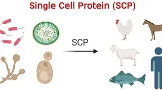 SINGLE CELL PROTEIN CH.NO.17 10TH CLASS BIOLOGY #wisdomwaveswithshehzadkhan #bio 