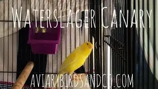 Male Waterslager Canary Singing / Aviary Birds And Co