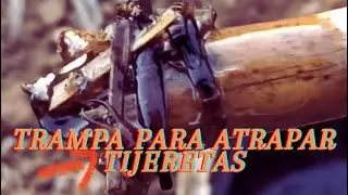 Plaga de tijeretas/tijerillas en  El Micro Rancho #plagas #tijeretas #tijerillas