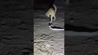 Brave ginger cat 🐈 vs. Rattlesnake snake🐍
