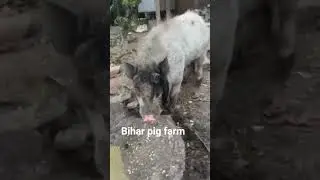 bihar pig farm 🐗😎 #music #pig #pigfeed #funny #dialough #farm #animals #pigfarm #pigbreeding #fish