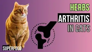 Top 10 Herbs for Arthritis  in CATS - Help from NATURE