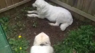 Female Great Pyrenees Nesting while Her Sire Provides Support