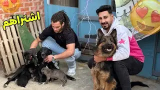 زياره مفاجأه من حسن شينا علشان يشتري الكلاب البلدي😍