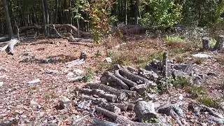 Blue Hill Wildlife Nursery Trees end of third growing season.