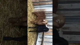 Внуки Носорога🔥хоз. Умара Мархиева🔥#shorts #shortvideo #short #arashan #gissar #farming #fermer