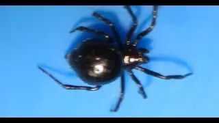 Euryopis is a spider genus in the family Theridiidae, the tangle web spiders